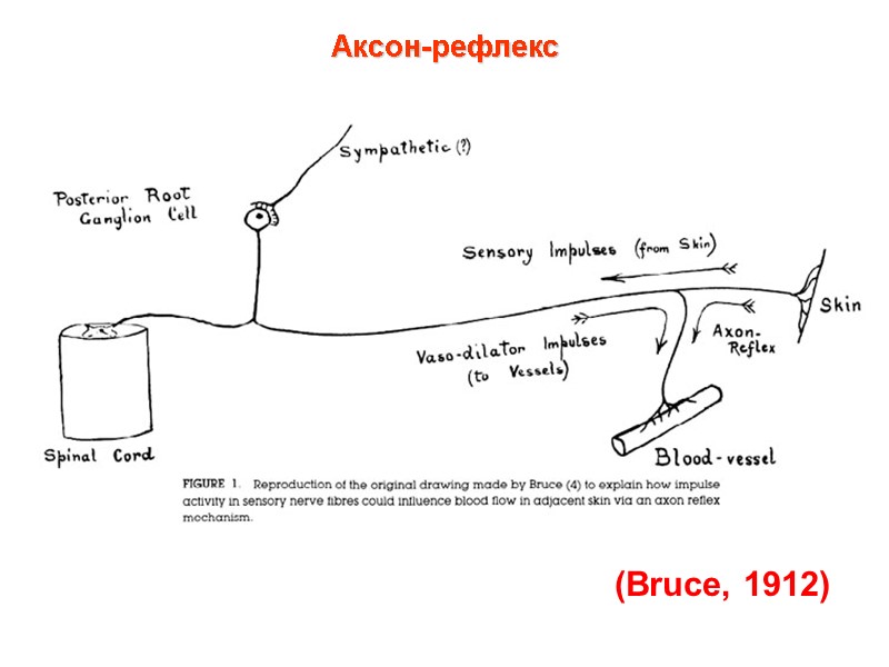 Аксон-рефлекс (Bruce, 1912)